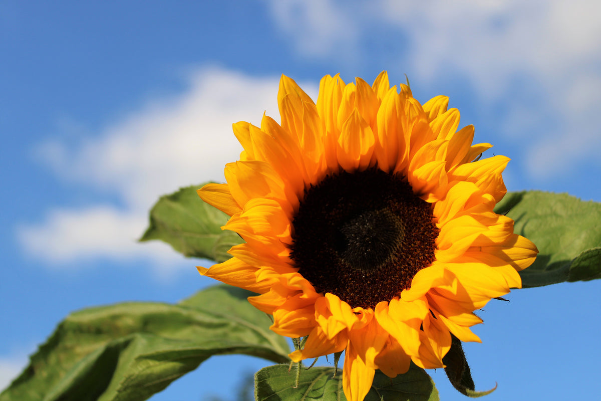 aluminium-print-sunflower-in-bloom