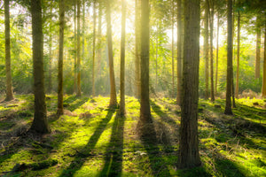 modern-3-piece-canvas-print-in-the-middle-of-the-woods
