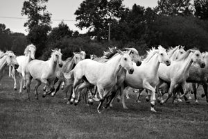 aluminium-print-the-mustang-herd