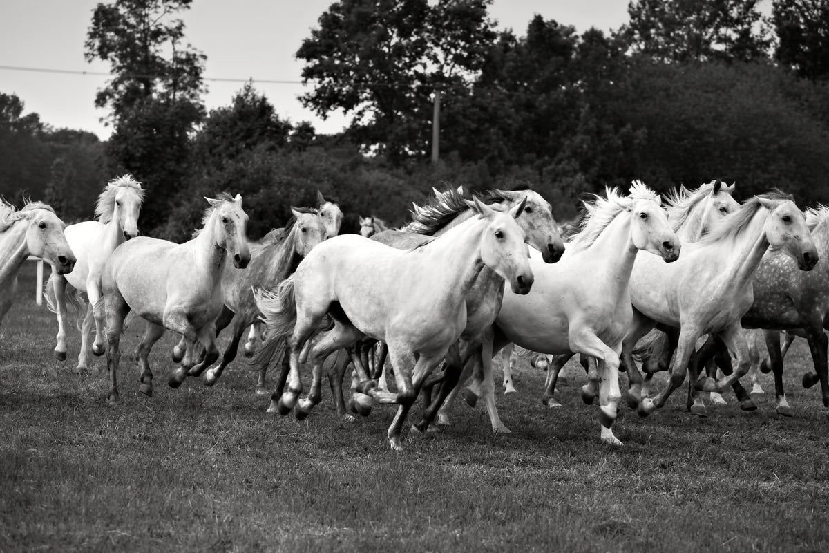 aluminium-print-the-mustang-herd