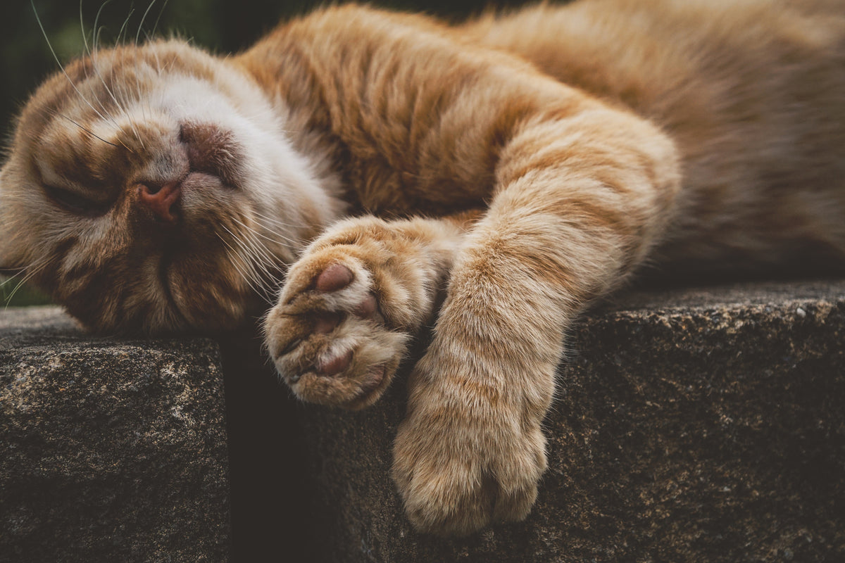 3-piece-canvas-print-sleeping-cat