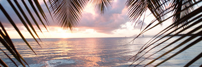 panoramic-poster-print-under-palm-leaves-panorama