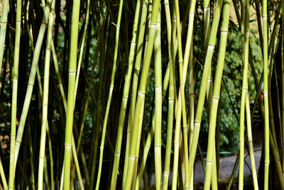poster-print-fresh-bamboo