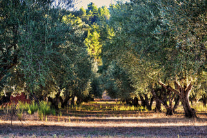 poster-print-magnificent-olive-trees