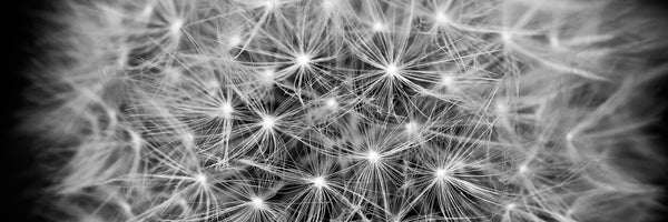 panoramic-aluminium-print-dandelion-in-xxl-panorama