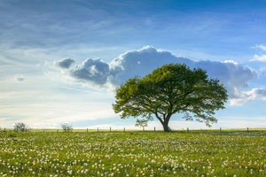 3-piece-aluminium-print-spring-tree