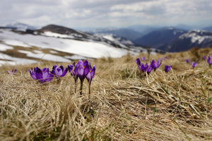 aluminium-print-purple-crocus