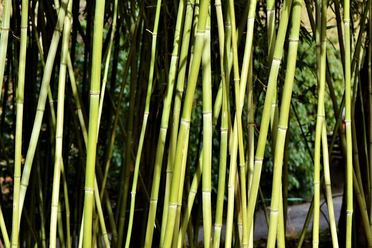 3-piece-acrylic-print-fresh-bamboo