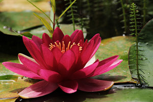 acrylic-print-water-lily-in-red