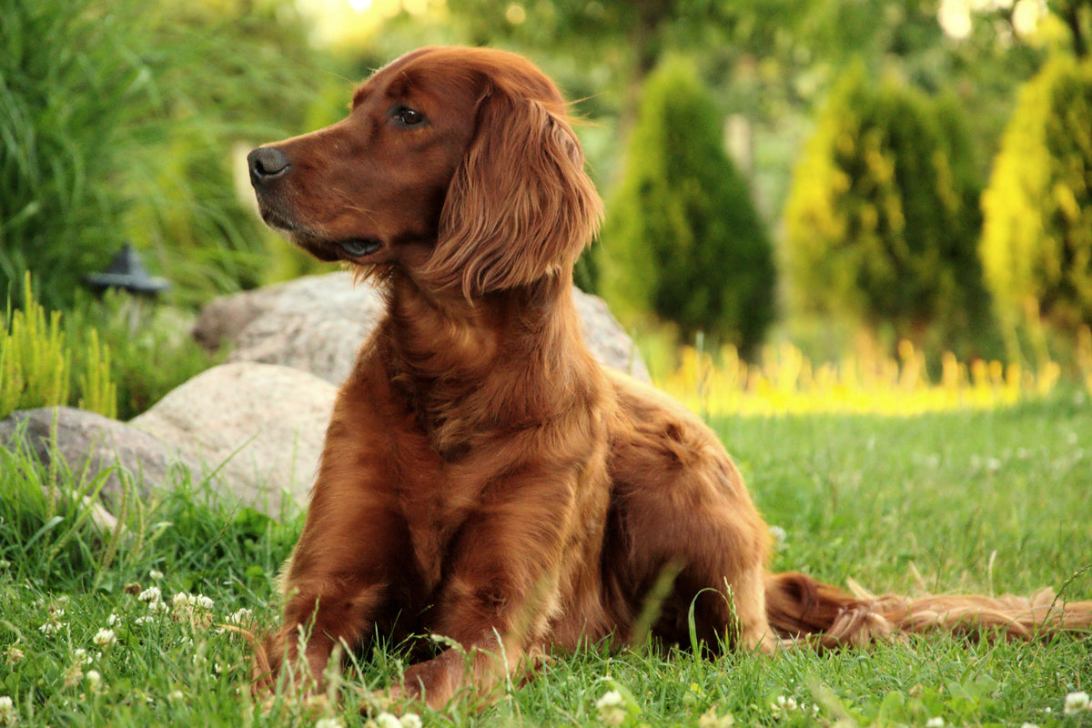poster-print-attentive-irish-setter