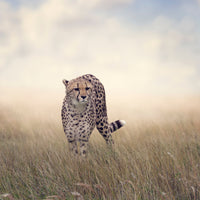 poster-print-the-cheetah