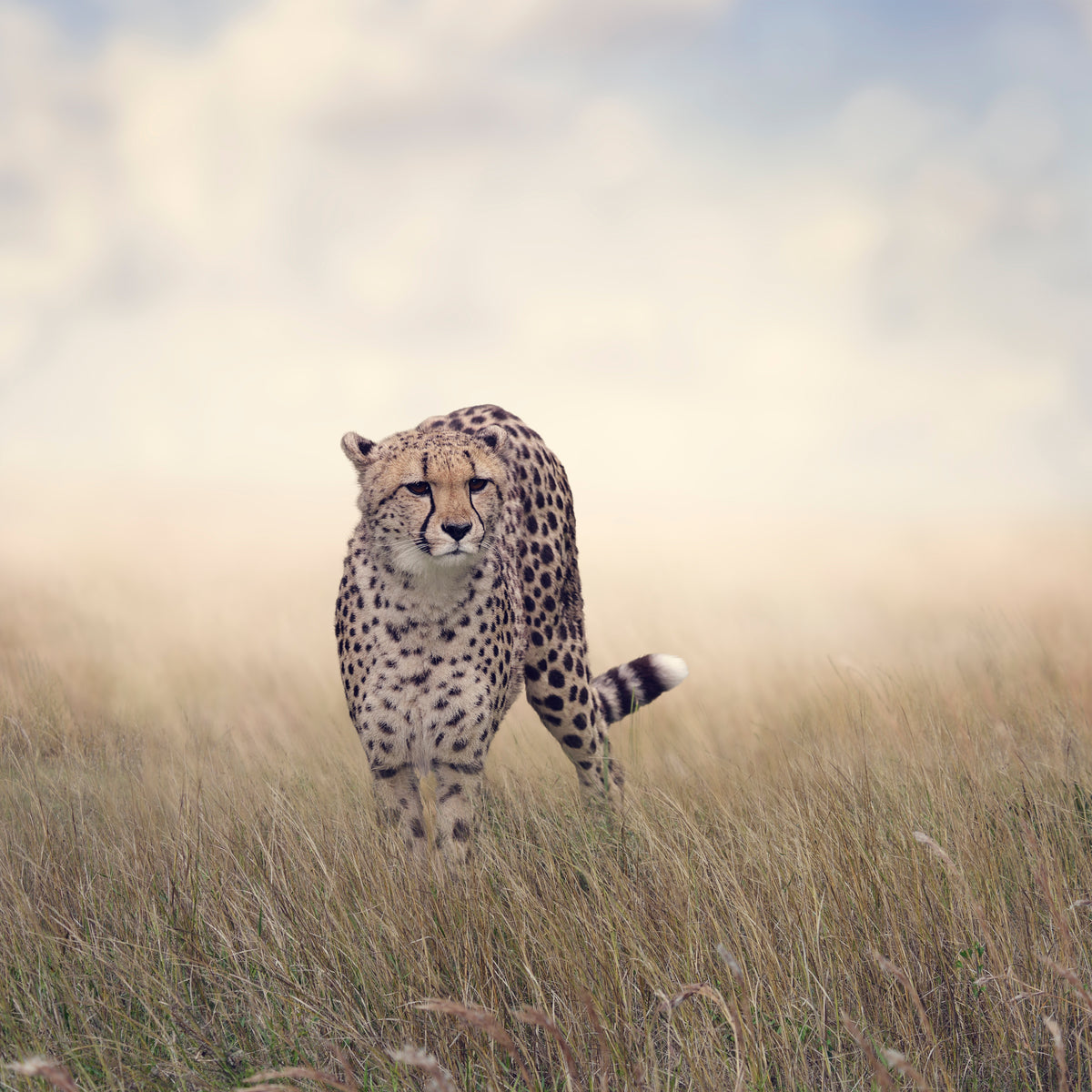 poster-print-the-cheetah