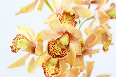 poster-print-yellow-orchid