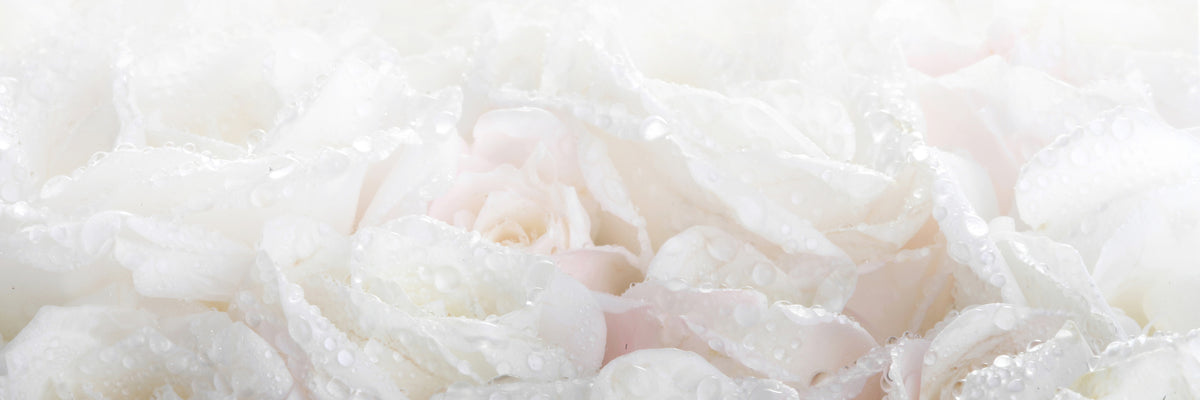 panoramic-aluminium-print-white-roses-in-the-morning-dew-panorama