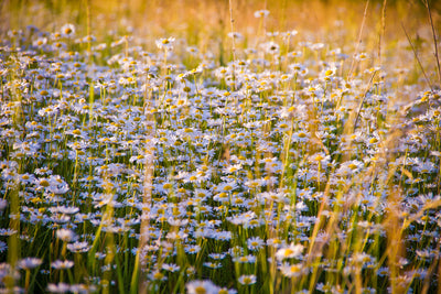 poster-print-a-field-full-of-camomile
