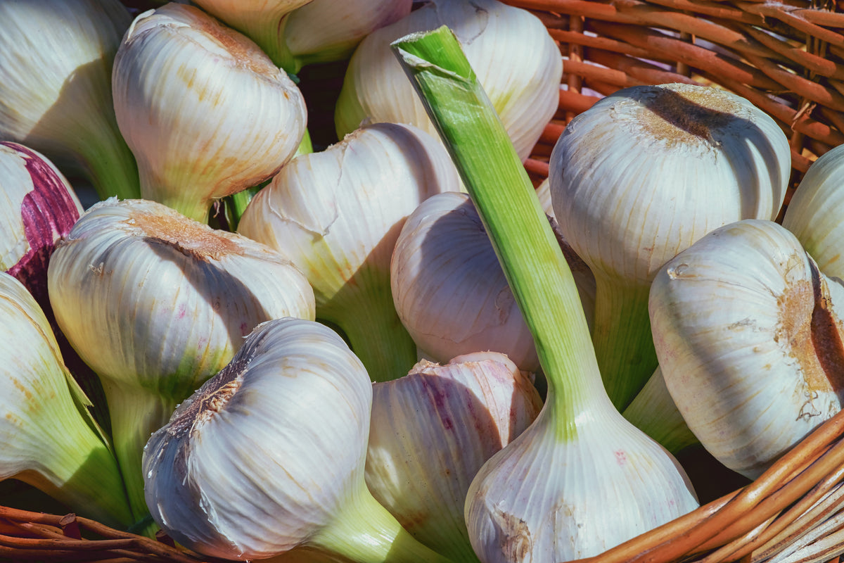 3-piece-acrylic-print-fresh-garlic