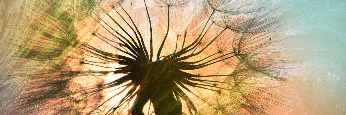 panoramic-3-piece-acrylic-print-xxl-dandelion-panorama