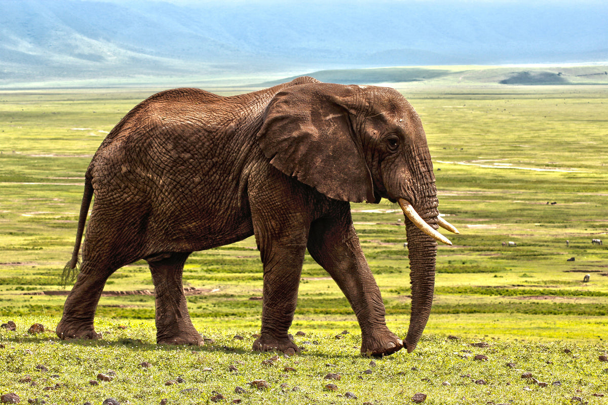framedcanvas-print-gorgeous-elephant