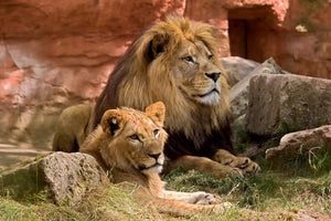 3-piece-aluminium-print-a-lion-couple