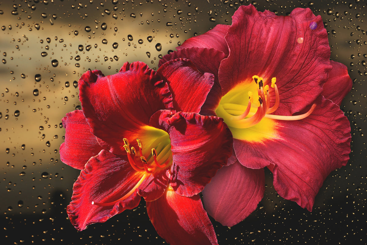 aluminium-print-lily-flowers-with-water-drops