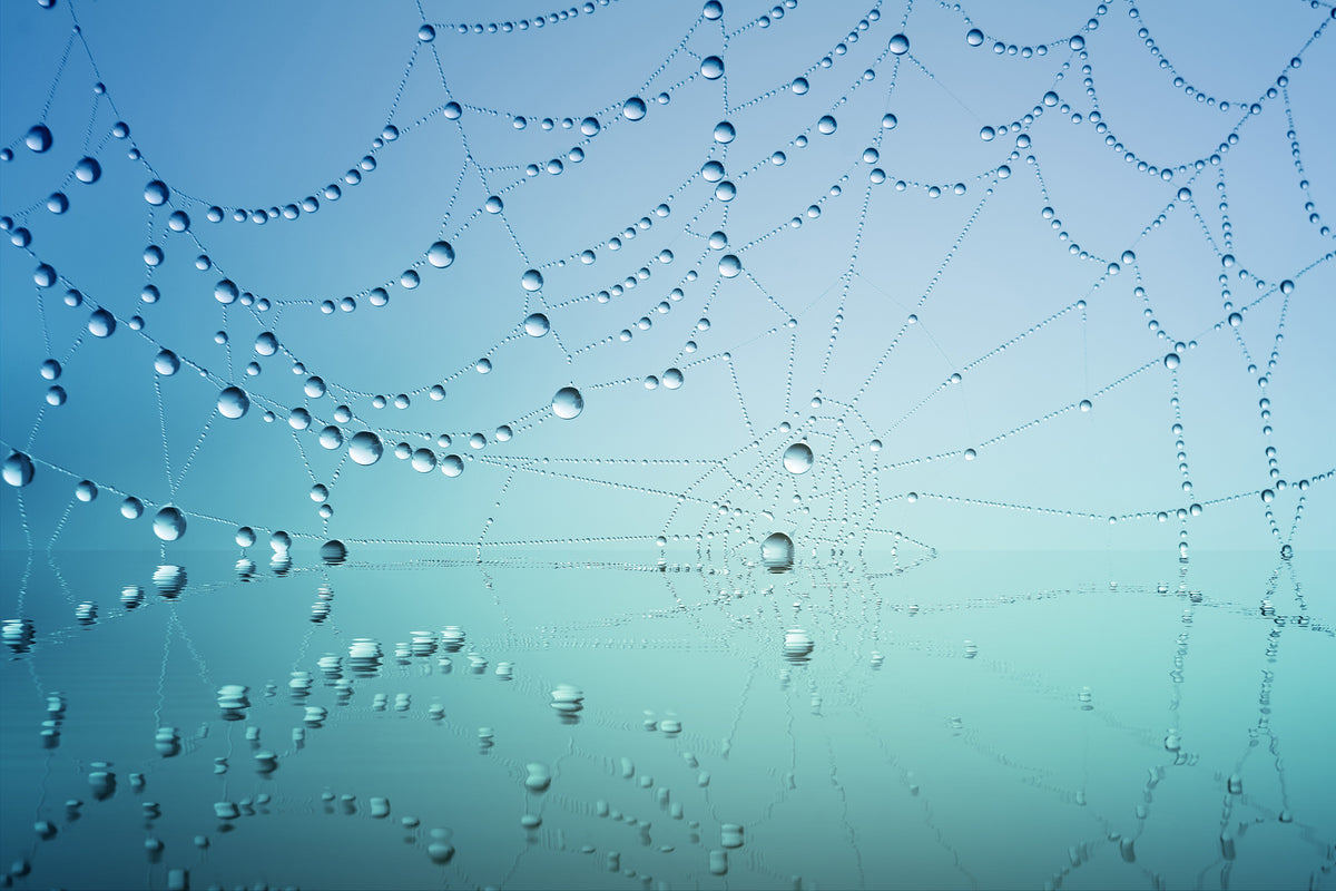 3-piece-aluminium-print-cobweb-in-morning-dew