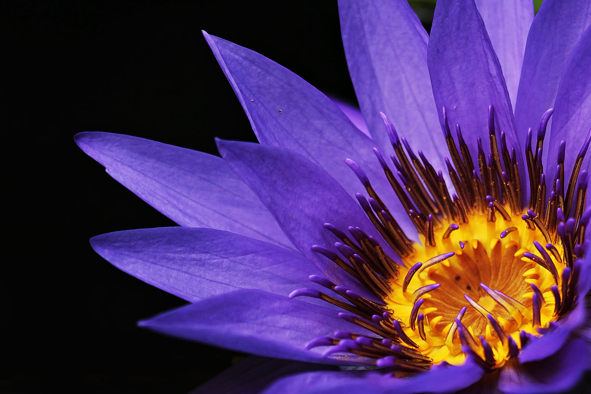 framedposter-print-xl-water-lily-in-purple