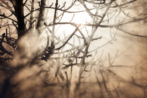 3-piece-acrylic-print-branches-in-fog-light