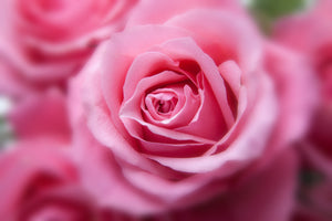 3-piece-aluminium-print-roses-macro