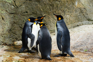 canvas-print-king-penguins