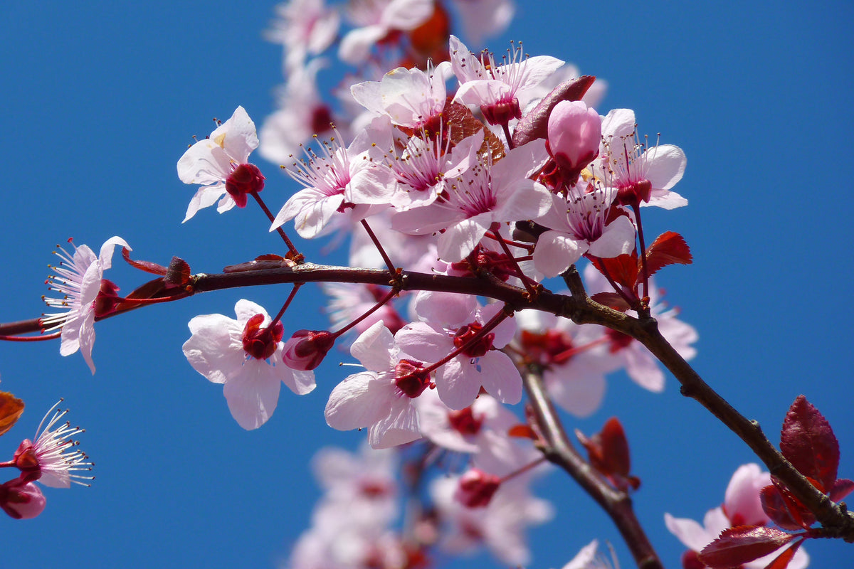 modern-3-piece-canvas-print-the-almond-blossom