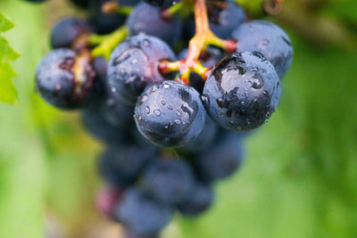 poster-print-grapes