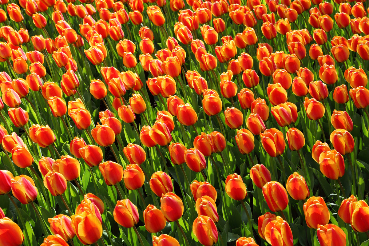 framedcanvas-print-tulip-field-in-orange