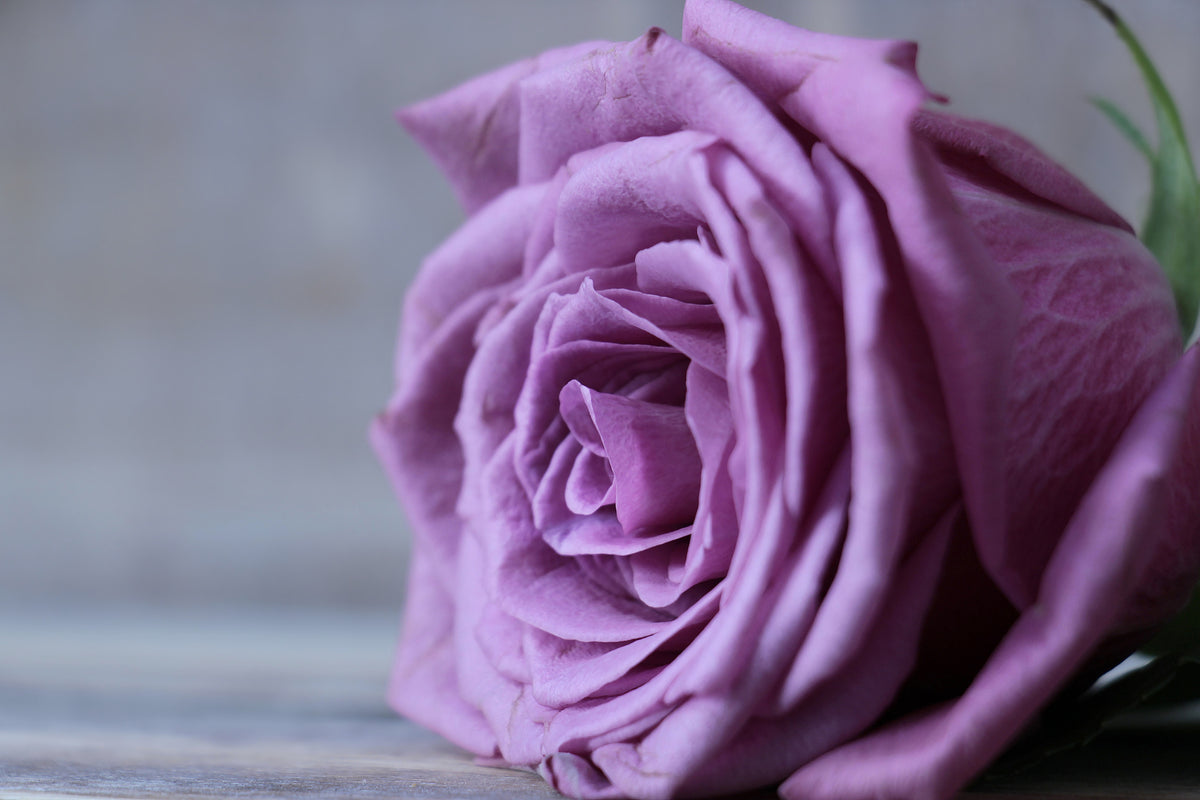 framedposter-print-rose-in-purple-xxl