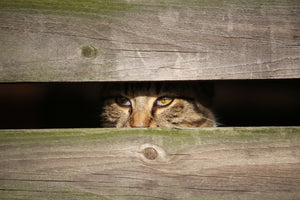 3-piece-canvas-print-cat-in-hiding