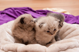 framedcanvas-print-kitten-trio-to-fall-in-love