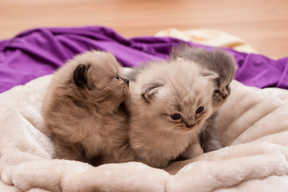 framedcanvas-print-kitten-trio-to-fall-in-love