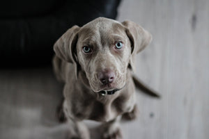 3-piece-canvas-print-the-weimaraner
