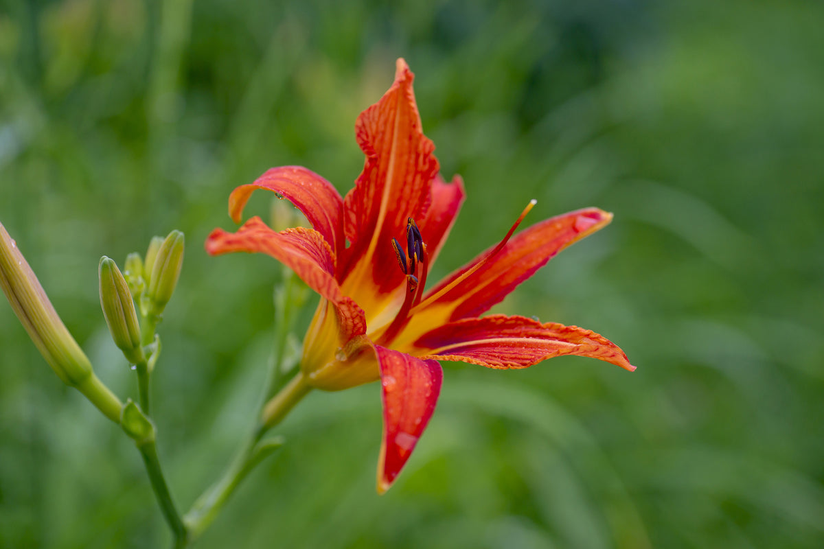 framedcanvas-print-lily-blossom-in-the-nature