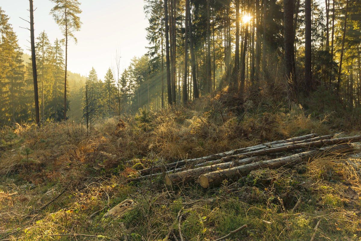 acrylic-print-working-in-the-woods