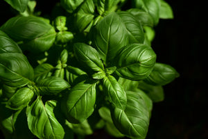 framedposter-print-basil-in-xl