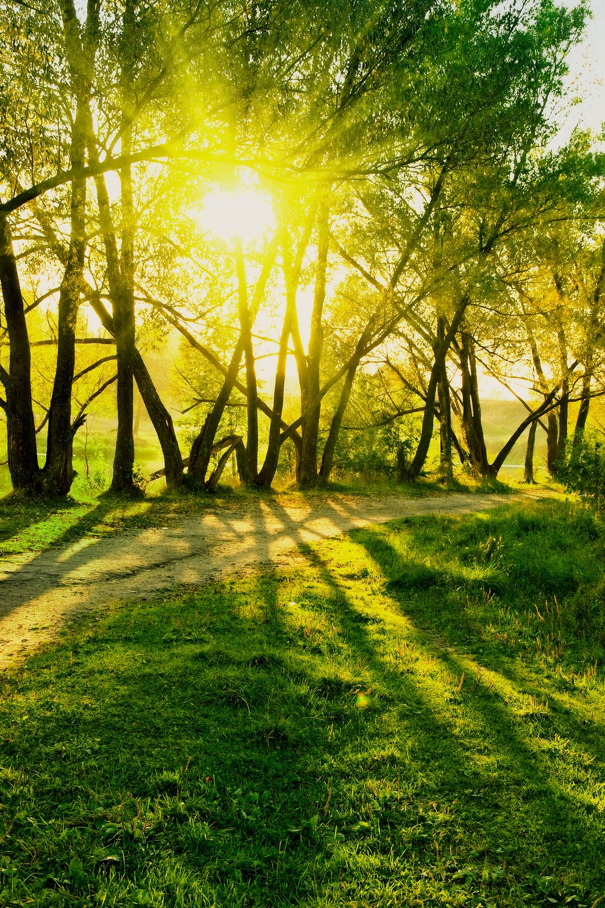 framedposter-print-forest-path-in-sunlight