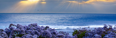 panoramic-poster-print-lavender-and-sea-panorama