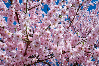 poster-print-the-japanese-cherry