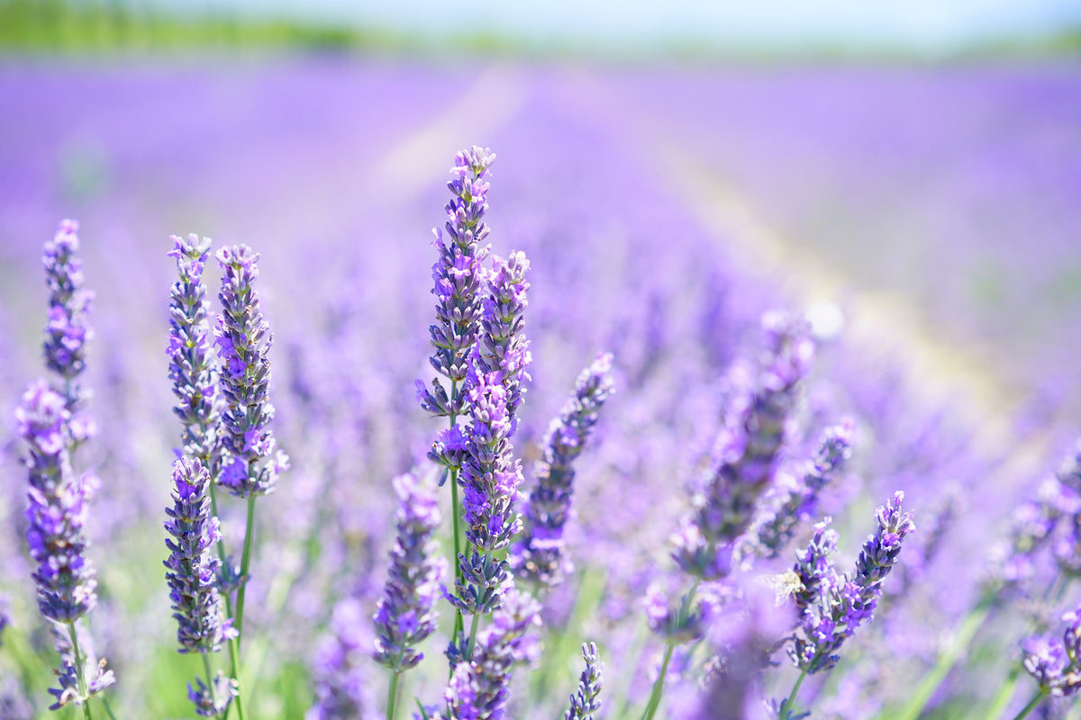 framedposter-print-the-lavender-blossom