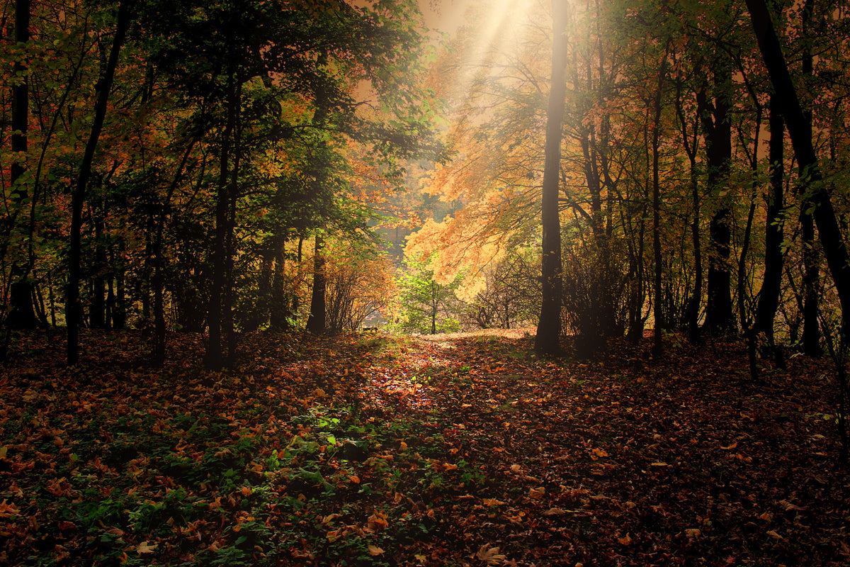modern-3-piece-acrylic-print-the-deciduous-forest
