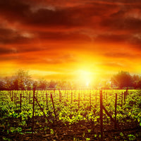 4-piece-acrylic-print-the-vineyard-at-sunset