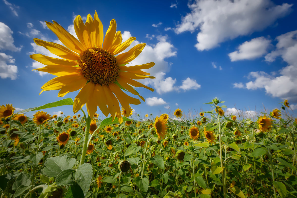 canvas-print-a-sunflower-among-many