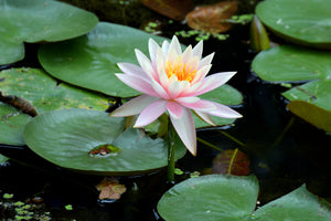 canvas-print-the-proud-water-lily