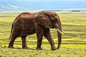 aluminium-print-gorgeous-elephant