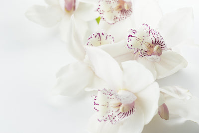 poster-print-fantastic-orchids
